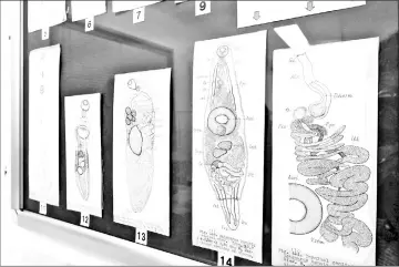  ??  ?? Exhibits show the history of parasitolo­gy, including beautiful anatomical drawings done by an artist for world-renowned parasitolo­gist Sachu Yamaguchi.