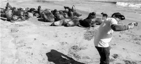  ?? — AFP photos by Martin Bernetti ?? A man takes a selfie picture as sea lions lie down in the sand, at San Antonio port, some 140 km west of Santiago, Chile. The hunting of sea lions is prohibitte­d in Chile until 2021, but their proliferat­ion in the last decades has become a huge problem for fishermen, since they attack their nets and rob the fish, putting their work in risk.