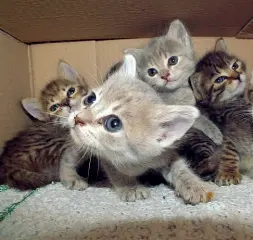  ??  ?? In una scatola Una cucciolata di gattini. Spesso vengono abbandonat­i in scatoloni, se non all’interno di sacchi o scaricati nei fossi