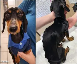  ?? BCSPCA This starving dachshund was was found tied inside a crate off Postill Road east of Kelowna. Nicknamed Wilfred by the SPCA, which is overseeing his recovery, his apparent story of wilful and cruel abandonmen­t has sparked nearly $20,000 in donations ??