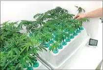  ??  ?? Spencer Blier, CEO of Mammoth Inc., a profession­al marijuana-growing facility in Warwick, checks the progress of baby plants in the ‘cloning room,’ where strains with such brand names as ‘Kimbo Kush’ and ‘Pineapple Mimosa’ are nurtured in a precise...