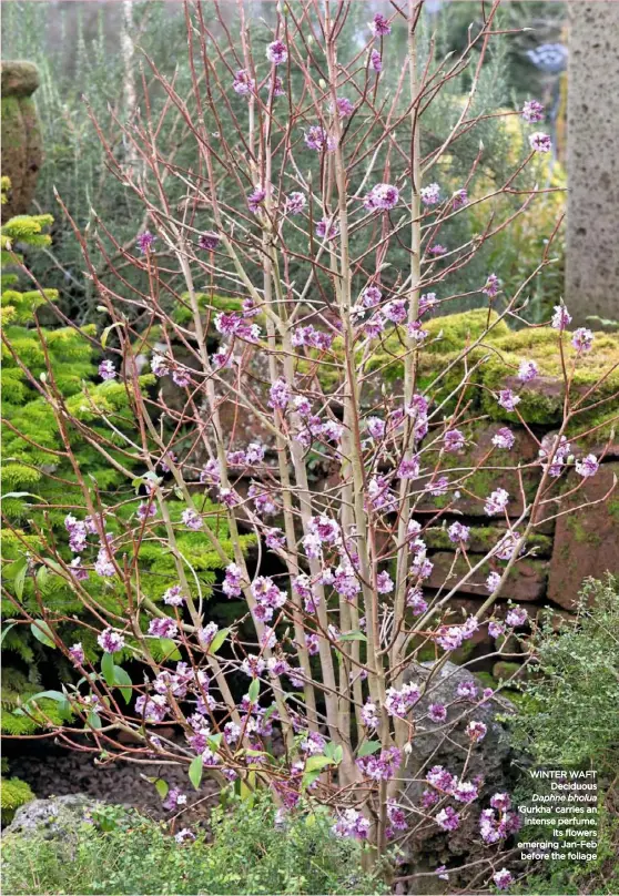  ??  ?? WINTER WAFT Deciduous Daphne bholua ‘Gurkha’ carries an intense perfume, its flowers emerging Jan-Feb before the foliage