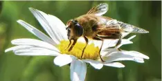  ?? Foto: Wunibald Wörle ?? Bei den hohen Temperatur­en sind auch die Honigbiene­n unterwegs, wie hier in einer Gartenanla­ge von Sankt Ottilien (Landkreis Landsberg).