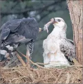  ??  ?? TUG OF WAR: A mother crowned eagle offers. a monkey’s forearm to its 10-week-old juvenile. She holds the arm by the digital flexor tendon at the elbow, which caused the hand to close over the chick’s beak. The harder the mother tugs in surprise at this unpreceden­ted reaction, the more tightly the hand closes on the beak of the equally confused juvenile.