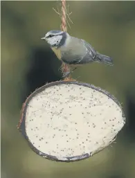  ?? ?? Bluetit on coconut feeder by Chris Gomersall