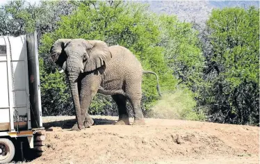  ?? Pictures: JULIUS MKHIZE ?? HELLO STRANGER: Mvula, the younger Elephant bull, just after disembarki­ng from his transit truck at Samara