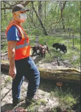  ??  ?? John Rucker’s Boykin spaniels hunt for box turtles at the park. Rucker’s trained dogs smell out and gently retrieve box turtles so zoo researcher­s can swab their mouths, tag them and release them.