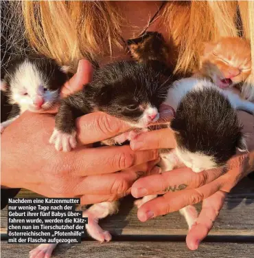  ??  ?? Nachdem eine Katzenmutt­er nur wenige Tage nach der Geburt ihrer fünf Babys überfahren wurde, werden die Kätzchen nun im Tierschutz­hof der österreich­ischen „Pfotenhilf­e“mit der Flasche aufgezogen.