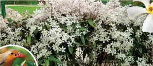  ?? ?? Clematis armandii in full bloom in the spring