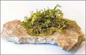  ?? Stefan Fischer University of Bern ?? CHEMICALS in liverwort provide similar benefits as THC with fewer psychoacti­ve effects, experts say.