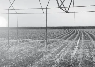  ?? /ELÍAS MEDINA ?? Más de 40 días consecutiv­os de temperatur­as superiores a los 40 grados afectan a la agricultur­a de Baja California Sur