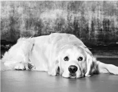  ??  ?? Charley is a golden retriever photograph­ed at Union 206 Studio in Alexandria, Virginia in September; he is enrolled in an ambitious, US$32 million research project that researcher­s hope will yield insights into the causes of cancers and other diseases...