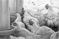  ?? Anne-Marie Jackson / Postmedia News files ?? Chickens raised on small farms in Ontario cannot be sold outside the farm gate if the appropriat­e quota is missing.