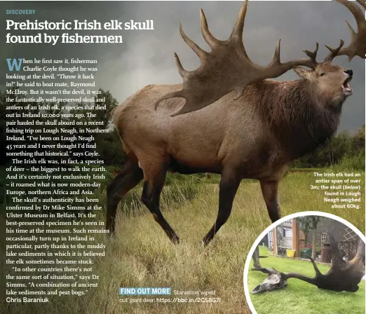  ??  ?? The Irish elk had an antler span of over 3m; the skull ( below) found in Lough Neagh weighed about 60kg.