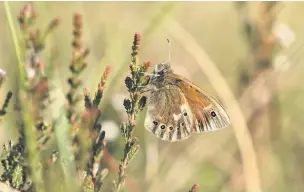  ?? Andy Hankinson ?? Large heath butterfly