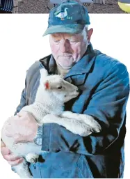  ??  ?? John Petersen ist einer der größten Schafzücht­er der Insel.