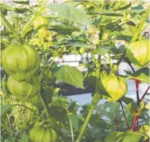  ?? LISE GOBEILLE ?? Les tomatillos du jardin de Pascale Félizat et de Philippe Chartier