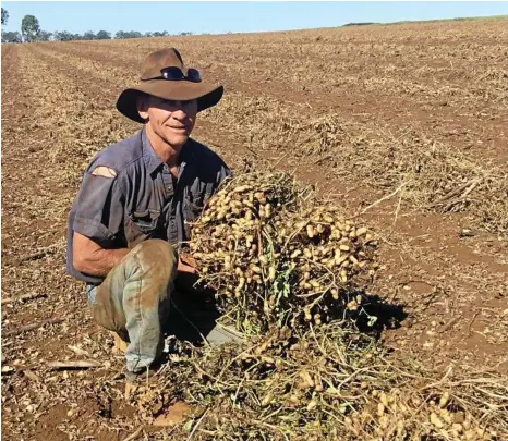  ?? PHOTO: CONTRIBUTE­D ?? PICKING PEANUTS: Kumbia farmer Julian Cross is in the process of harvesting this season’s crop.