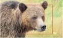  ?? MELANIE CLAPHAM THE NEW YORK TIMES ?? An overlay shows part of the facial recognitio­n system the researcher­s used to identify individual bears.