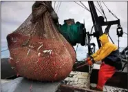  ?? (File Photo/AP/Robert F. Bukaty) ?? James Rich maneuvers a bulging net full of northern shrimp caught in the Gulf of Maine on Jan. 6, 2012.