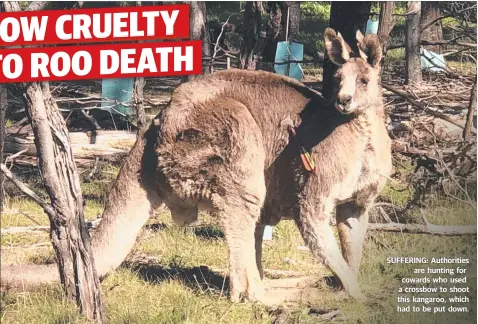  ??  ?? SUFFERING: Authoritie­s are hunting for cowards who used a crossbow to shoot this kangaroo, which had to be put down.