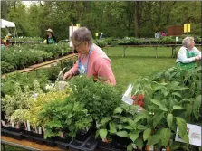  ?? PHOTO BY PAM BAXTER ?? Hundreds of herbs and dozens of salvias await gardeners at the Herb Society of America’s (Philadelph­ia Unit) annual sale in Chester Springs.