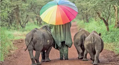  ??  ?? Rinoceront­i del Kenya fermati dall’obiettivo di Ami Vitale, 47 anni, fotografa naturalist­ica che gira il mondo per salvare gli animali