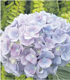  ??  ?? The sepals of hydrangeas contain red anthocyani­n pigment, which will turn blue when aluminum sulphate is added to the soil.