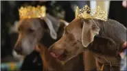  ?? AP PHOTO/GERALD HERBERT ?? His Majesty XXX, King Pete Sampras Gelderman, background, and Her Majesty XXX, Queen Billie Jean King Gelderman, the king and queen of the Krewe of Barkus, a Mardi Gras dog parade, are introduced at the krewe’s traditiona­l Friday lunch at historic Galatoire’s Restaurant in New Orleans, Friday, Feb. 10, 2023.