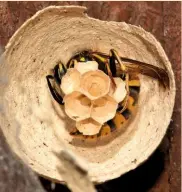  ??  ?? A queen busy making her nest from wood pulp, with eggs already placed in individual hexagonal cells.