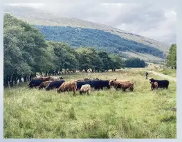  ?? ?? Grazing Highland cattle and verdant hills are a familiar scene along the West Highland Way, a 96-mile hiking route in Scotland. Below, The author and her husband stayed at the Bridge of Orchy Hotel, a seven-mile walk from Tyndrum.