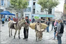  ??  ?? Anes et mulets ont été de la fête