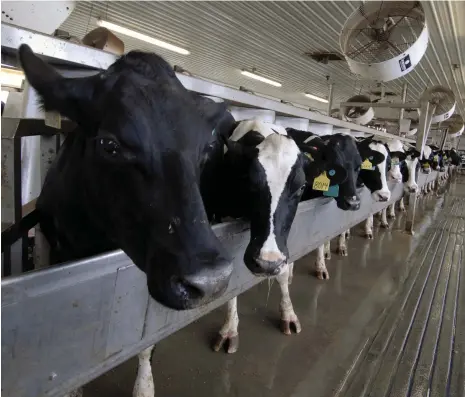  ?? AP; Reuters ?? A2 milk is produced by cows with a specific genetic make-up; the market could be worth $4.83 billion by 2030