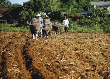  ??  ?? Farmers in Lallo, Cagayan utilize their native carabaos for draft purposes. The carabao has been the farmers’ ally in farm work for centuries; the aphorism is that “a farmer without a carabao is half a farmer.” Now that it is also a source of milk and...