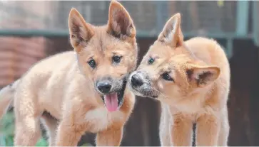  ?? Picture: SUPPLIED ?? PACK INSTINCT: The iconic Aussie dingo still attracts a bounty.