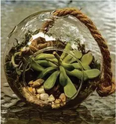  ??  ?? Terrariums are easy to make and low-maintenanc­e, and can last a long time with minimal water.