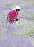  ??  ?? For the past few years, Albania has been one of Europe’s top producers of medicinal herbs, mostly wild plants harvested in the foothills.