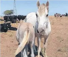  ??  ?? dirige el Equipo de Trabajo en Causas de Malos Tratos y Actos de Crueldad contra los Animales