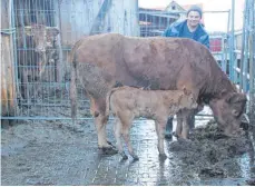  ?? FOTO: KATRIN NEEF ?? Karl Niedermaie­r mit Kuh „Clementine“, die mit fast 20 Jahren ihr 17. Kalb zur Welt gebracht hat.