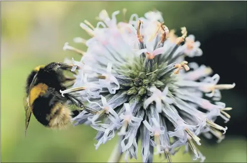  ??  ?? BUZZING: Bees will benefit from more than 1,000 miles of hedgerows laid by 400 farms across the country as part of the Co-op’s Enviro-Map scheme.