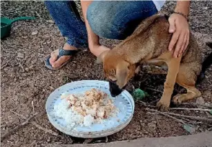  ?? ?? SHELTER: The NoToDogMea­t charity, recently helped set up a small animal shelter in Cambodia