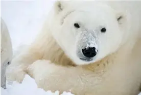  ?? Photograph: BJ Kirschhoff­er/Polar Bears ?? In Churchill, in Manitoba, Canada, is known as the polar bear capital of the world due to the number of bears visiting in summer months.
Internatio­nal