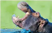  ?? ?? Hippopotam­uses in the Magdalena River in Colombia are destroying the local ecosystem and attacking fishermen