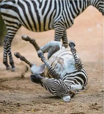  ?? Foto: Zoo Praha ?? Zebří svátek Sledování zebřích stop na chodnících v sobotu dovede návštěvník­y zoo na místa tematickýc­h setkání věnovaných zebrám. Afričtí lichokopyt­níci jsou letos prvním druhem, který v zoo slaví svůj den.