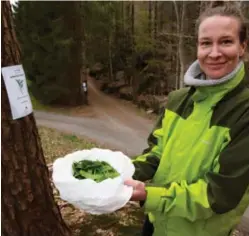  ?? FOTO: VEGARD DAMSGAARD ?? På dette bildet ses begge plakatene, den andre ved krysset bak. Silje Aspholm valgte å plukke ramsløk et annet sted i naerheten.