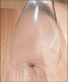  ??  ?? Gotcha: Morag Katie in Fife trapped this large intruder