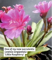  ??  ?? One of my new succulents: Lewisia longipetal­a ‘Li le Raspberry’