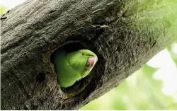  ??  ?? ABOVE: Ring-necked parakeets are an increasing­ly common sight in parts of the UK.