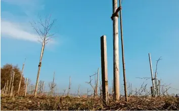  ?? Foto: Peter Fastl ?? Zwischen Bergheim und Neuberghei­m entstand vor Jahren schon ein Bürgerwald. Das Modell soll nun auch an anderen Orten Schule machen.