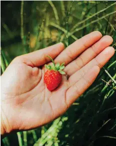  ??  ?? (Photo from Facebook page Yamang Bukid Farm – Palawan)